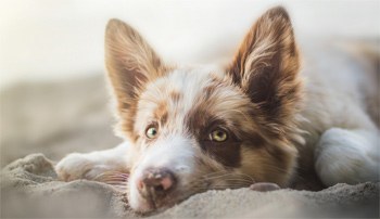 Read more about the article Ear Infections in Cats & Dogs