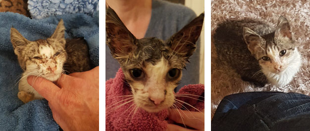 Read more about the article Another kitten was found