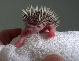 Read more about the article Hoglet Visits Us