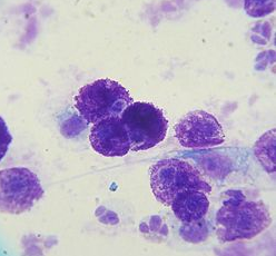 Read more about the article The Benefits of a thorough Cytology for your pet