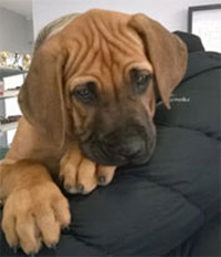 Read more about the article Marlee a Ridgeback Puppy