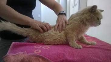 Read more about the article Physiotherapy for Cats & Dogs