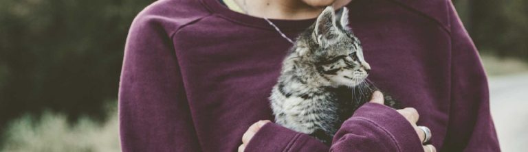Read more about the article Kitten Vaccinations