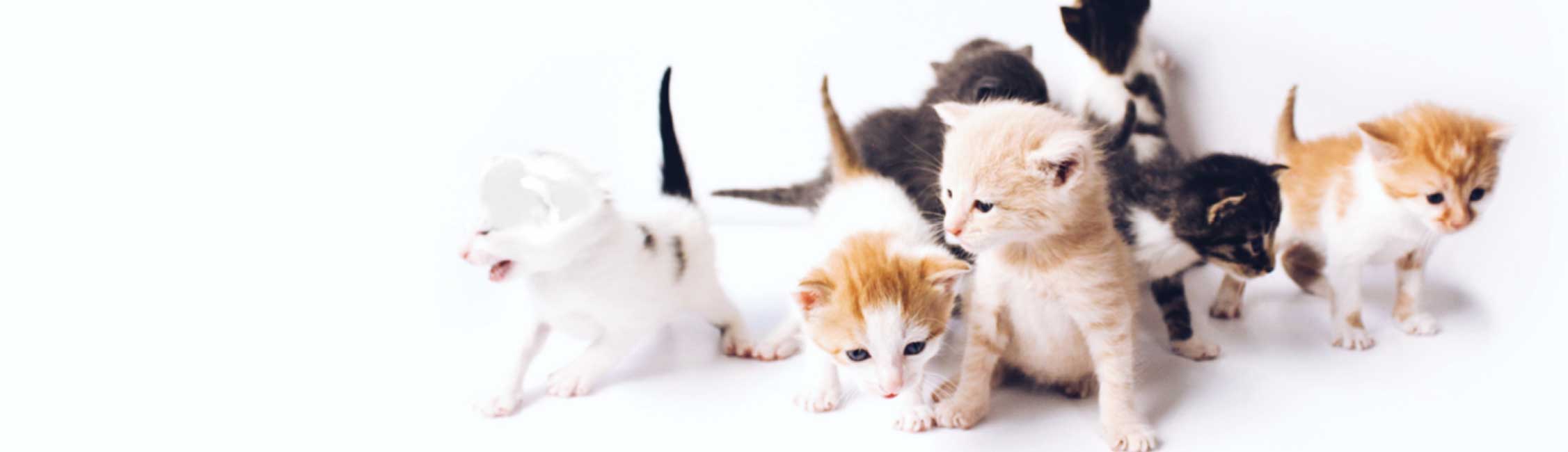 Read more about the article Kitten Nutrition