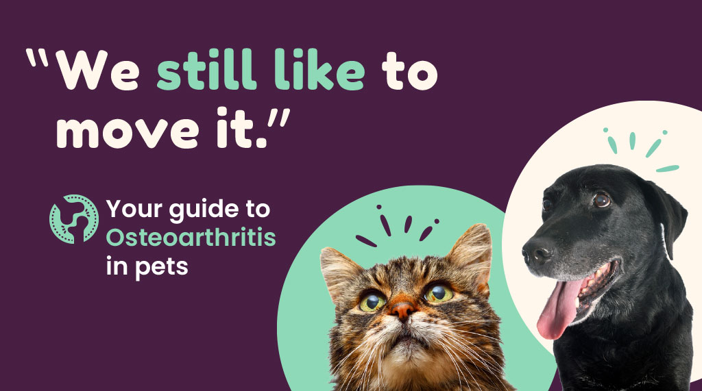 Read more about the article Your guide to Osteoarthritis in pets